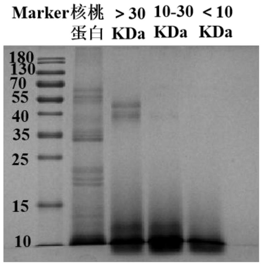 Method for improving utilization rate of walnut meal protein