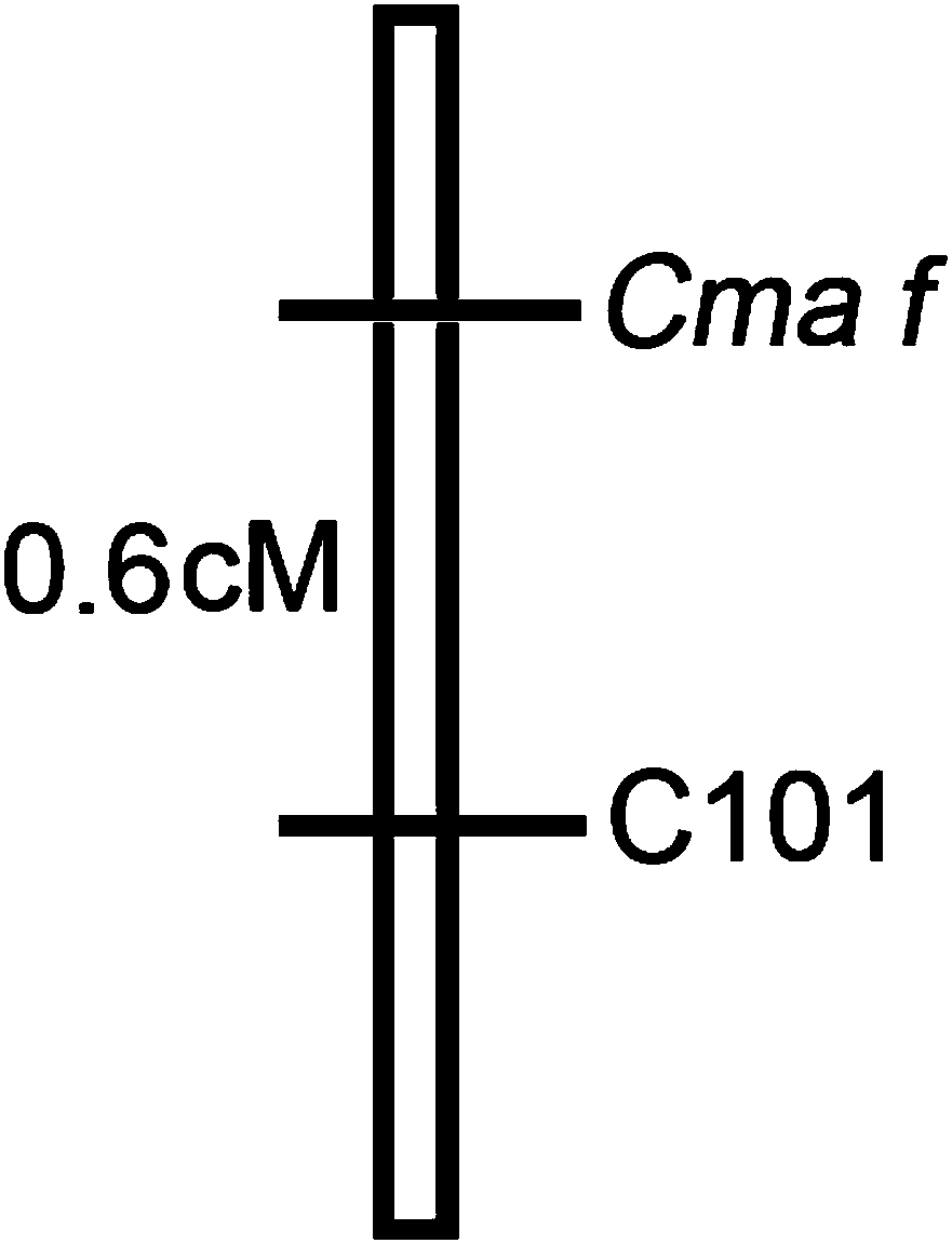 Cucurbita maxima subgynoecious trait molecular marker and primer pair for identification of cucurbita maxima subgynoecious trait