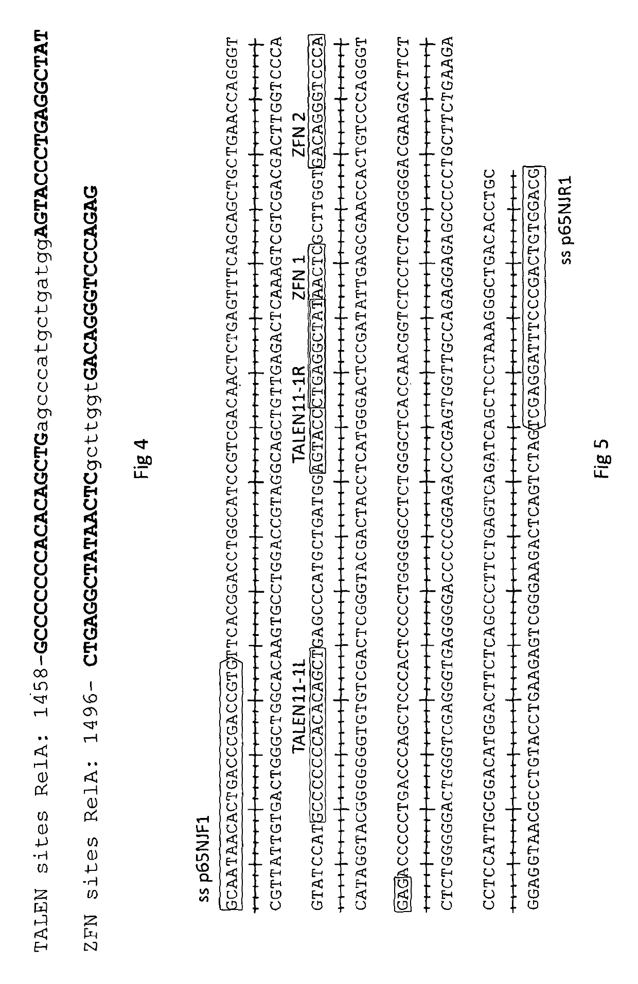 Genetically edited pigs comprising a modification in the RELA gene