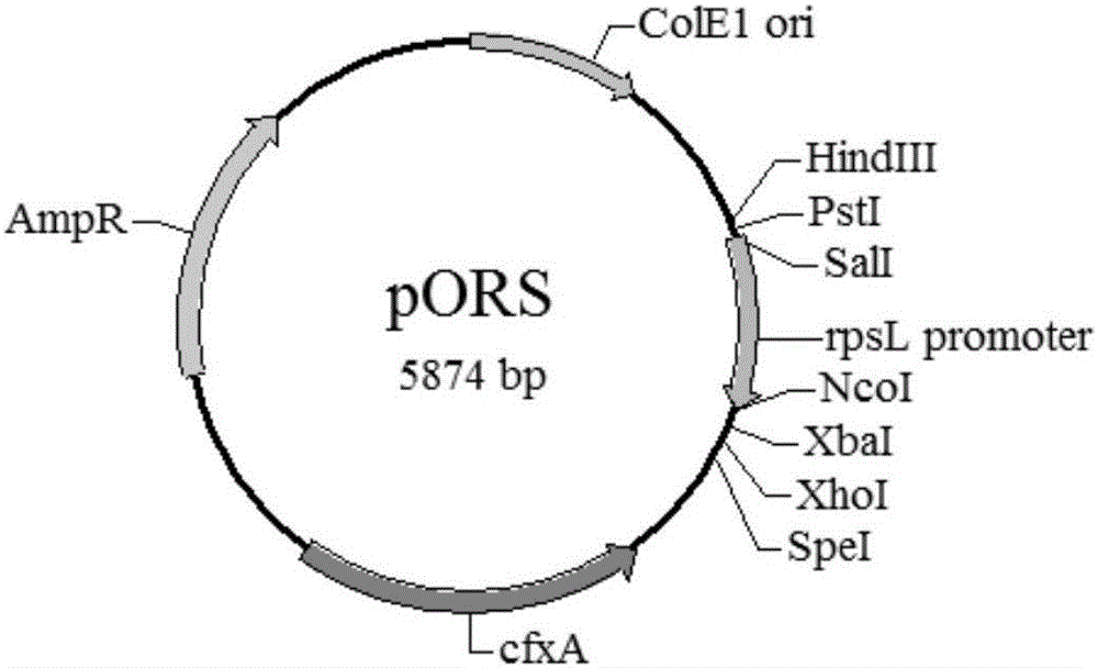 RpsL mutant gene of riemerella anatipestifer and application thereof