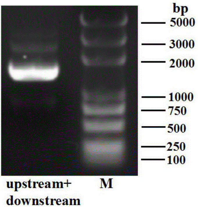 RpsL mutant gene of riemerella anatipestifer and application thereof