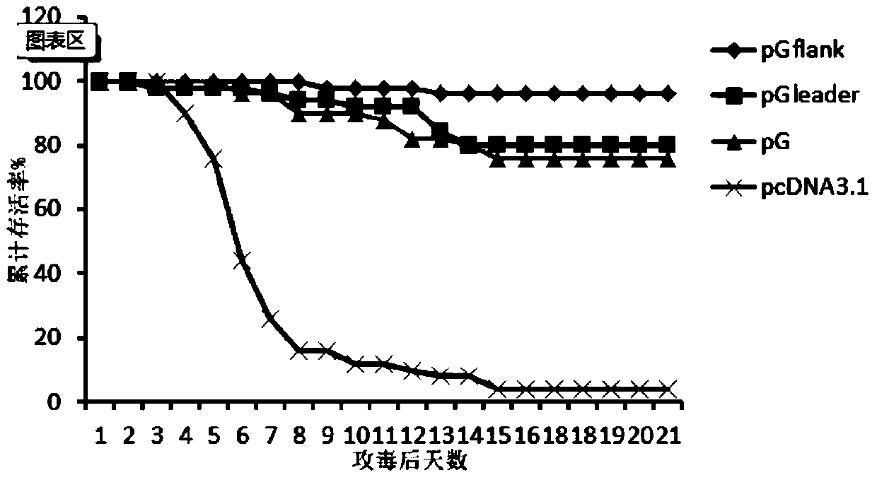 A nucleic acid vaccine of Chinese rainbow trout infectious hematopoietic necrosis disease and its application