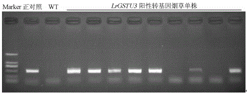 A Minjiang lily glutathione s-transferase gene lrgstu3 and its application