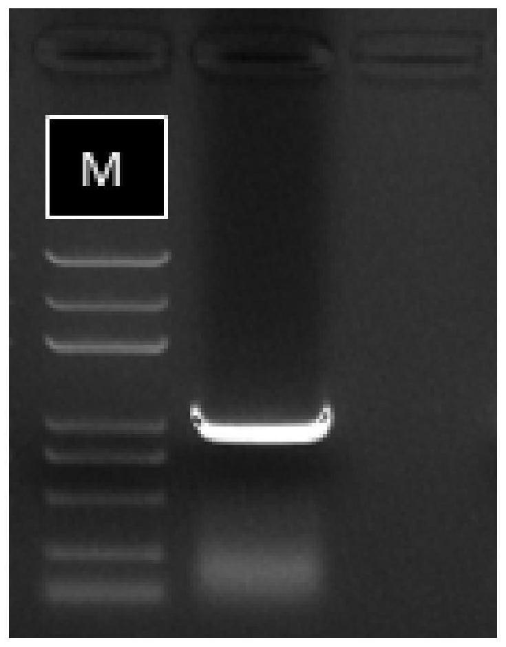 Rice sheath blight effector gene rsia-np8 and its application