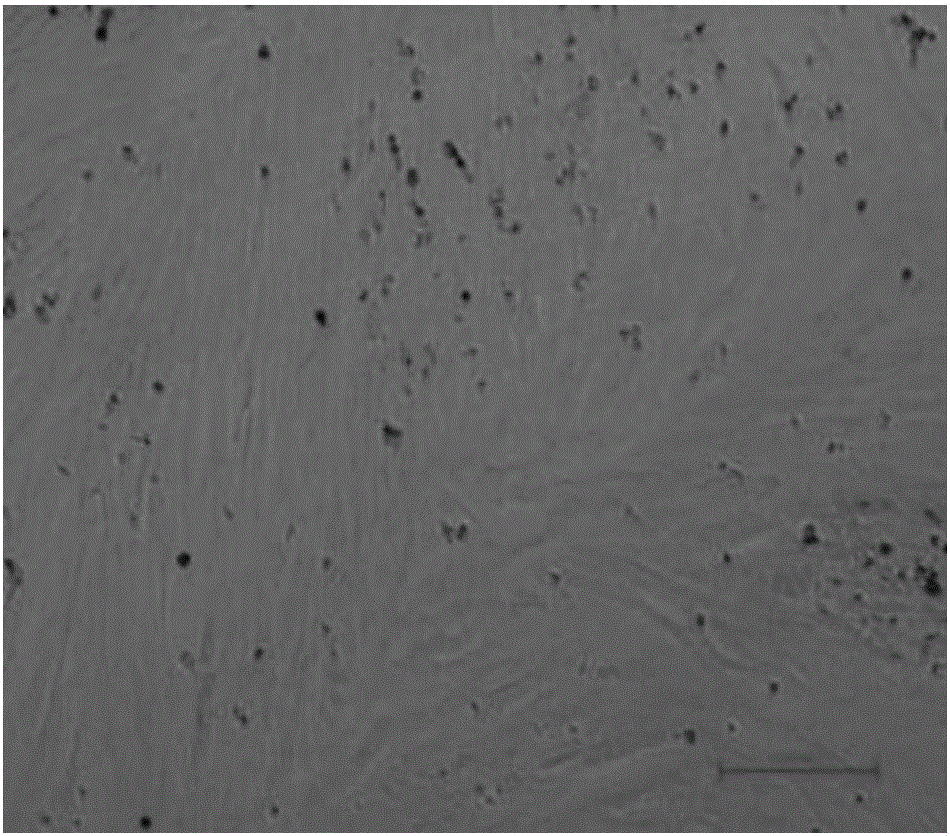 Method for culturing and inducing tilapia mossambica peritoneal preadipocytes and culture medium thereof