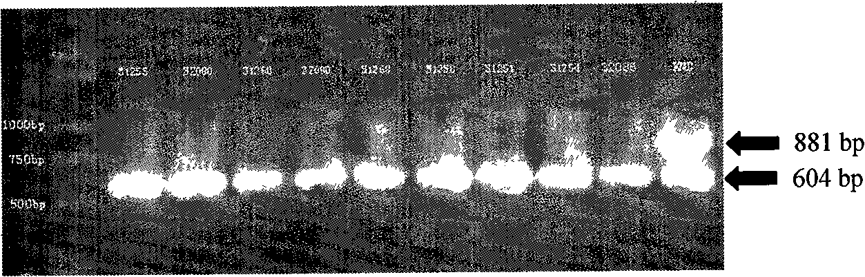 Method for improving resistance of rice plant to cnaphalocrocis medinalis by transgenic technology