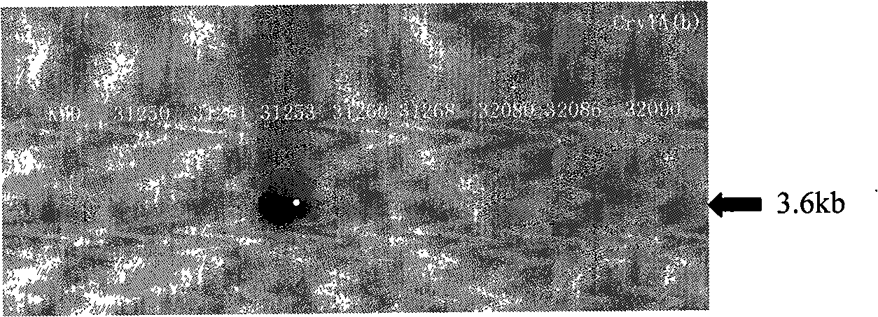 Method for improving resistance of rice plant to cnaphalocrocis medinalis by transgenic technology