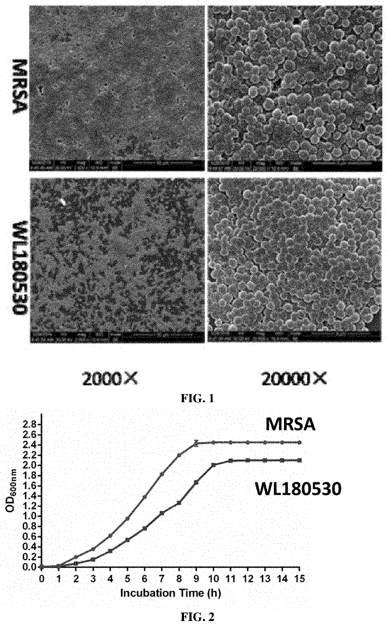 Methicillin-Resistant Staphylococcus Aureus Mutant Strain And Use Thereof