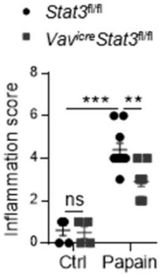 New application of HSP90 inhibitor to inhibition of STAT3 mitochondrial transport and treatment of asthma