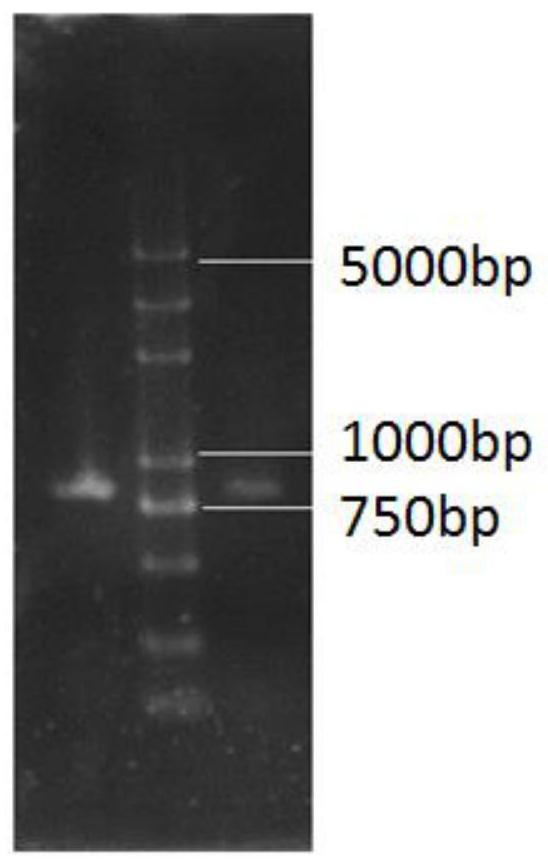 A Mutagenic Strain H8 of Bifidobacterium longum