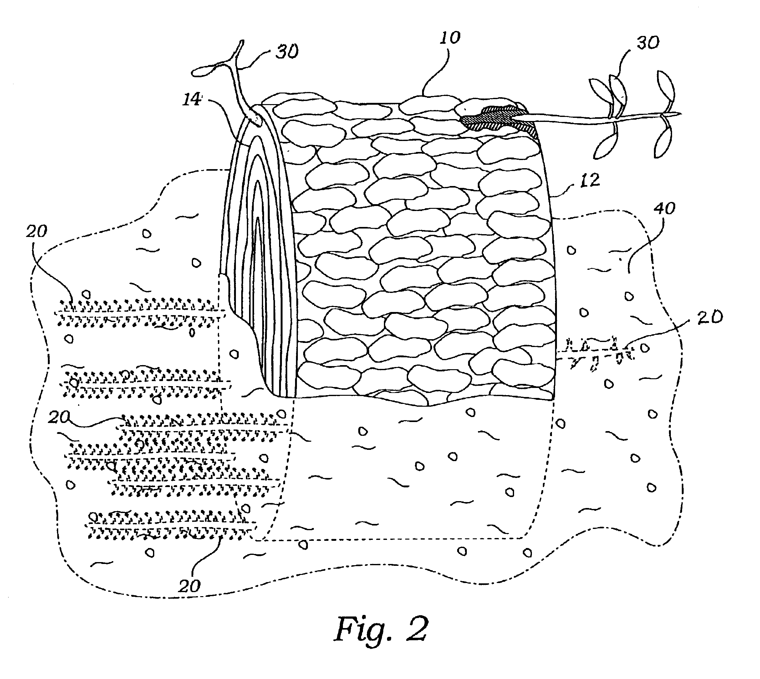 Method of plant propagation using root bark-grafting to sections