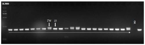 Screening method, kit and application of sex reversal genetic control loci in half-smooth tongue sole