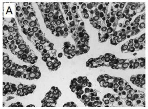 Screening method, kit and application of sex reversal genetic control loci in half-smooth tongue sole