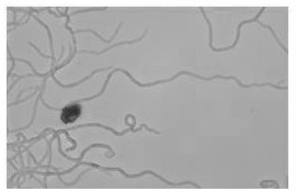 A kind of preservation method of actinomycetes teikao