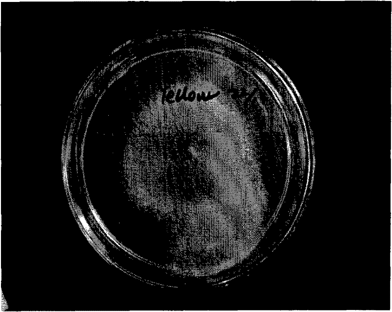 Paecilonyces variotii strain and application thereof