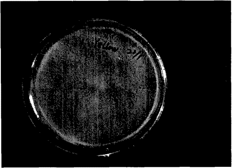 Paecilonyces variotii strain and application thereof