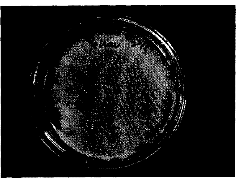 Paecilonyces variotii strain and application thereof