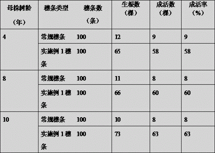 Tea tree cutting cultivation method