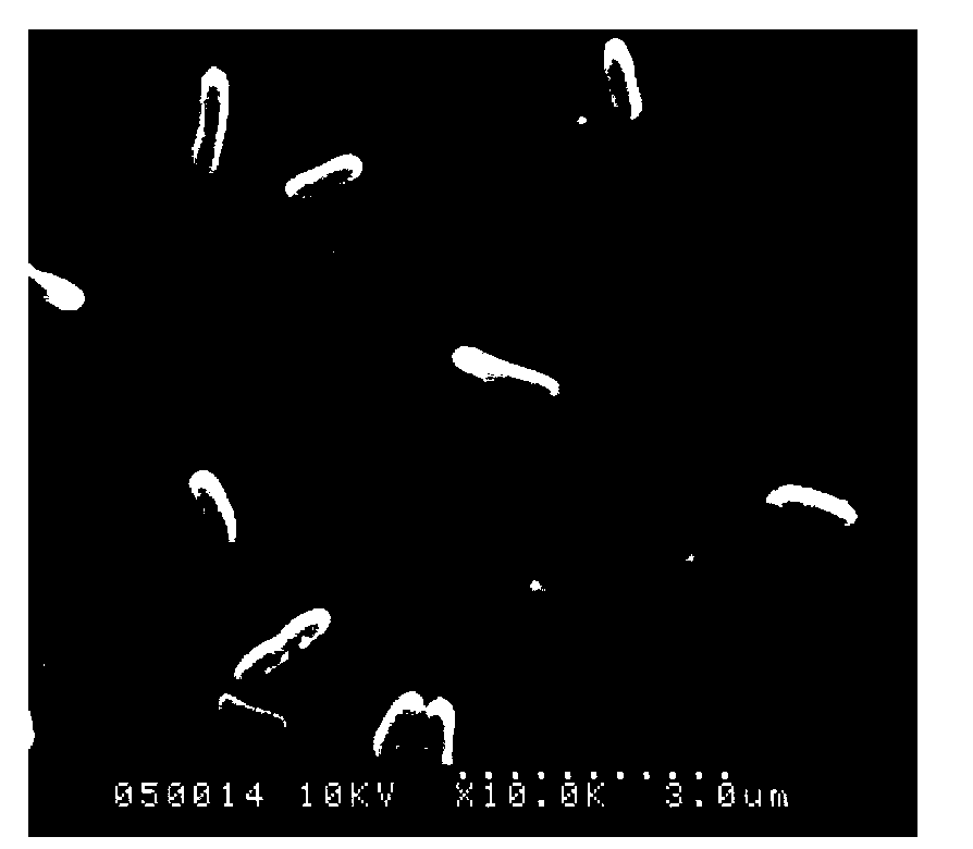 Facultative anaerobic denitrifying bacterium with self-flocculation capability and purpose thereof