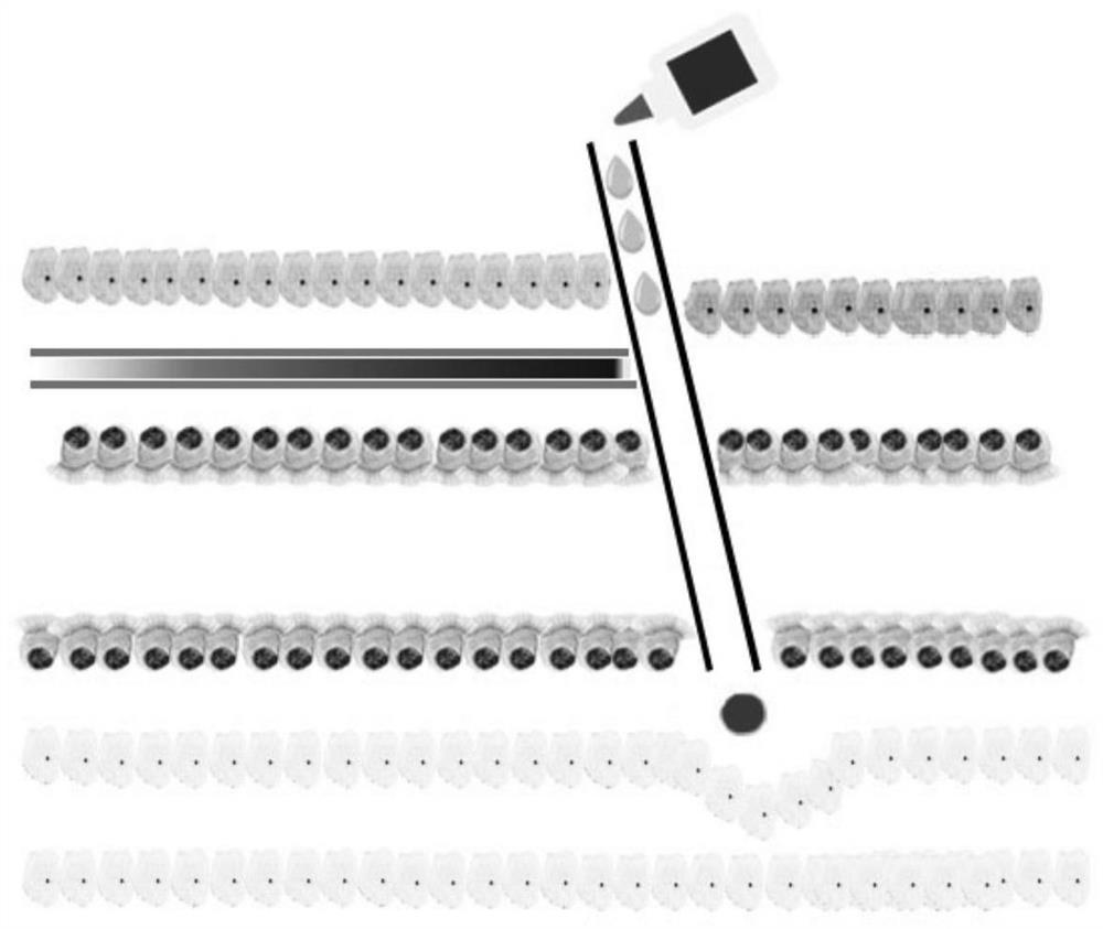 Construction method of nasopharyngeal carcinoma tumor model and application