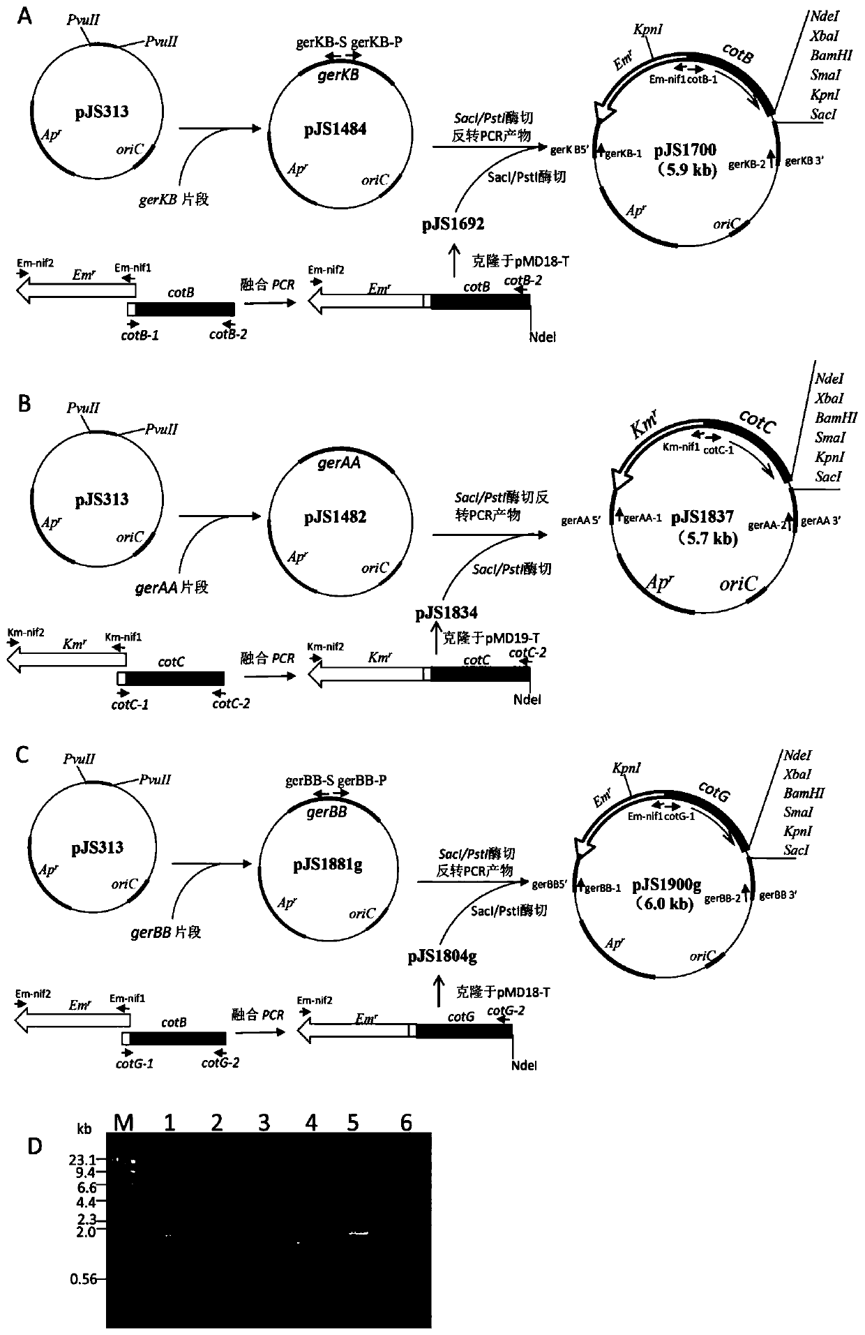 A kind of heterogeneous gibel crucian carp anti-CYHV-2 oral recombinant spore vaccine and its preparation method