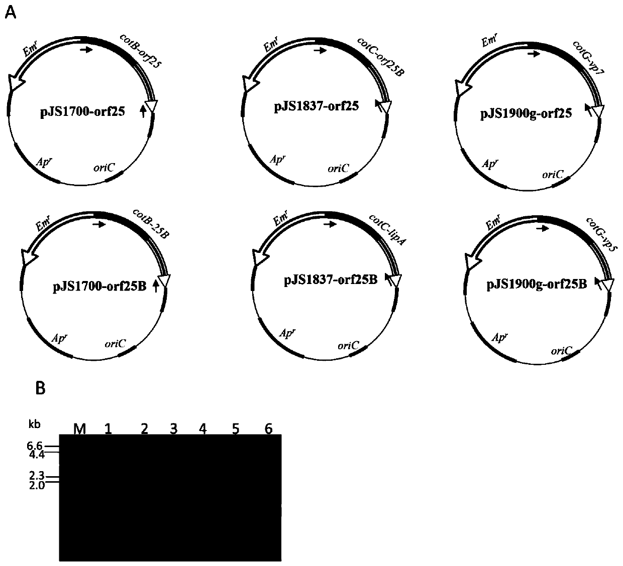 A kind of heterogeneous gibel crucian carp anti-CYHV-2 oral recombinant spore vaccine and its preparation method