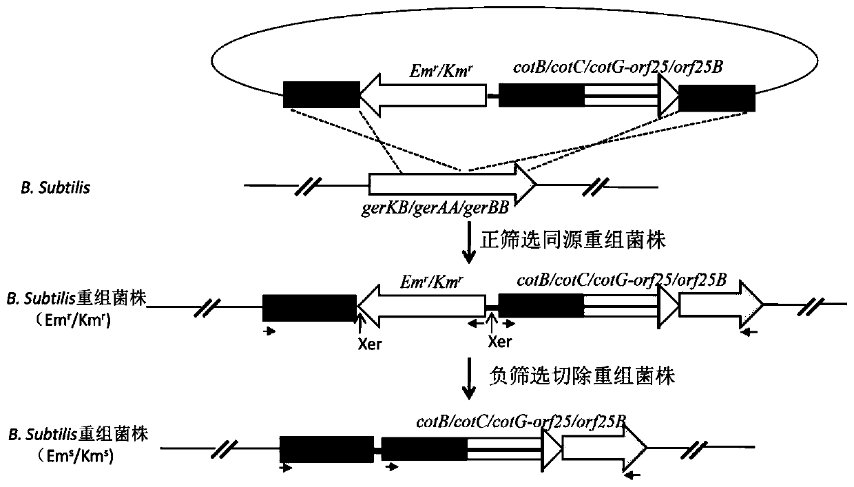 A kind of heterogeneous gibel crucian carp anti-CYHV-2 oral recombinant spore vaccine and its preparation method