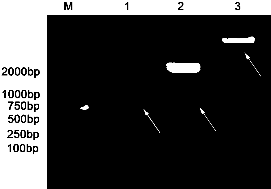 A Salt Tolerance Gene zmgntl in Zoysia furnosa and Its Expression Vector and Application