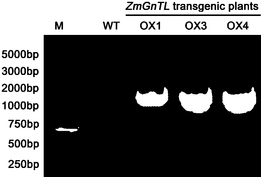 A Salt Tolerance Gene zmgntl in Zoysia furnosa and Its Expression Vector and Application