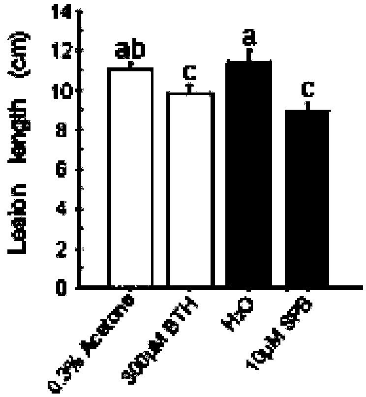 Application of pyrimidine compounds in promotion of metabolite synthesis and hormone level in rice