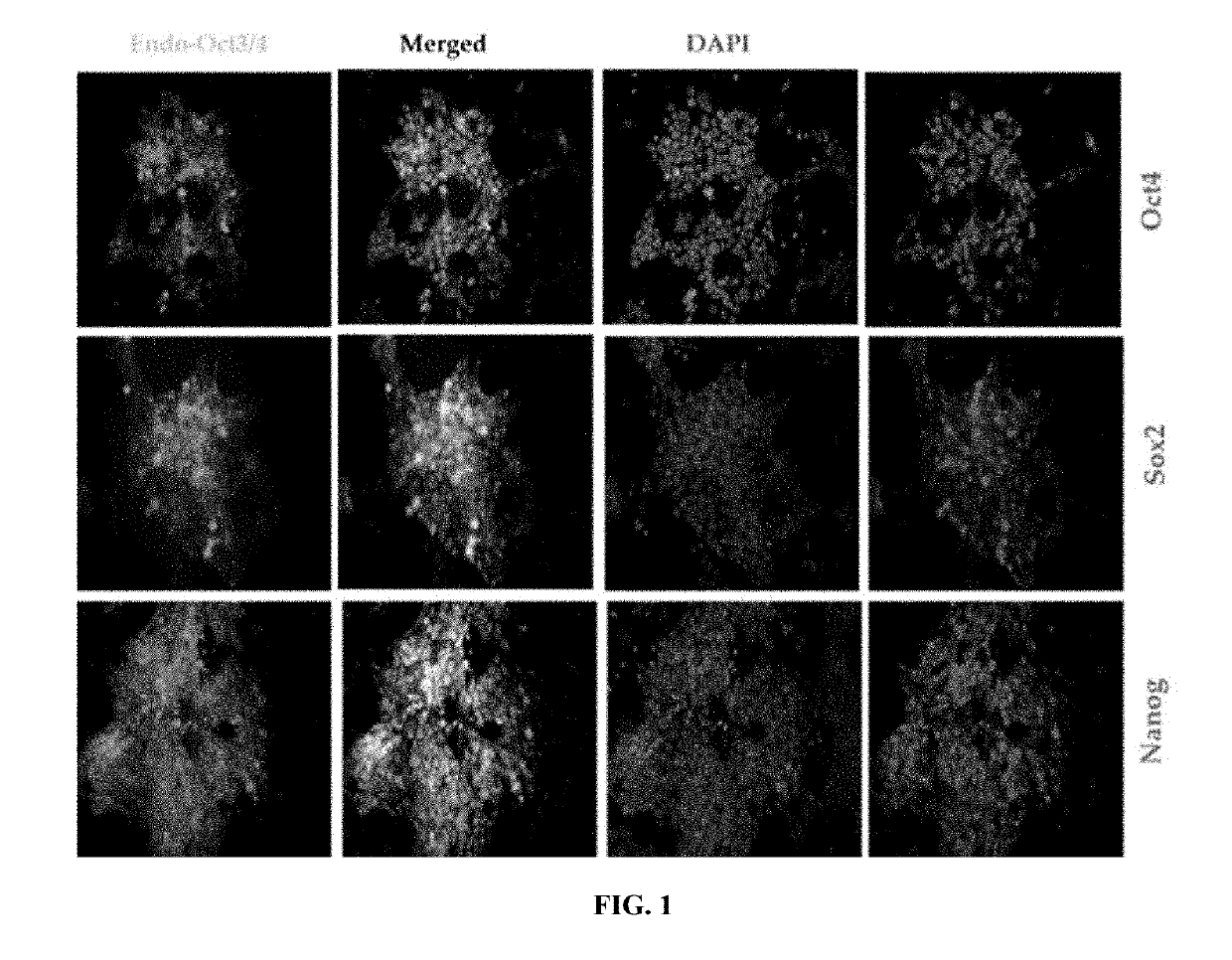 Generating cardiac progenitor cells from pluripotent stem cells using isoxazole or isoxazole like compounds