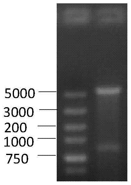 Erysipelothrix rhusiopathiae antigen protein sbp and application