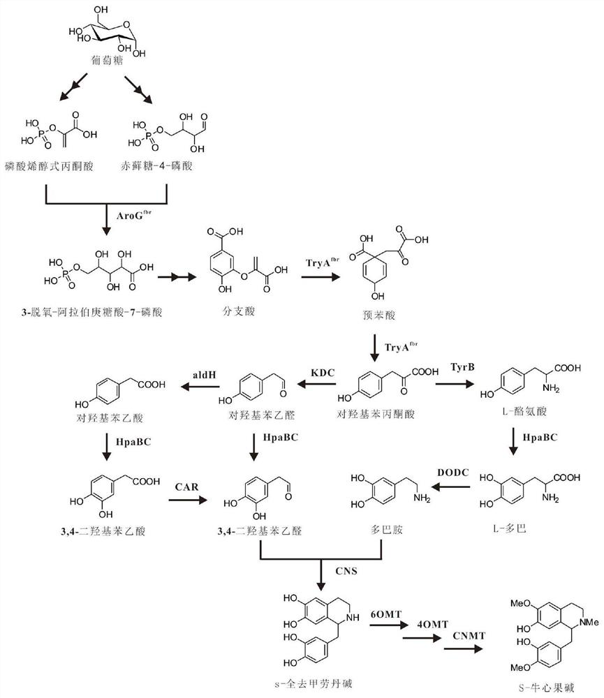 A kind of microorganism and method for biosynthesizing arachidine