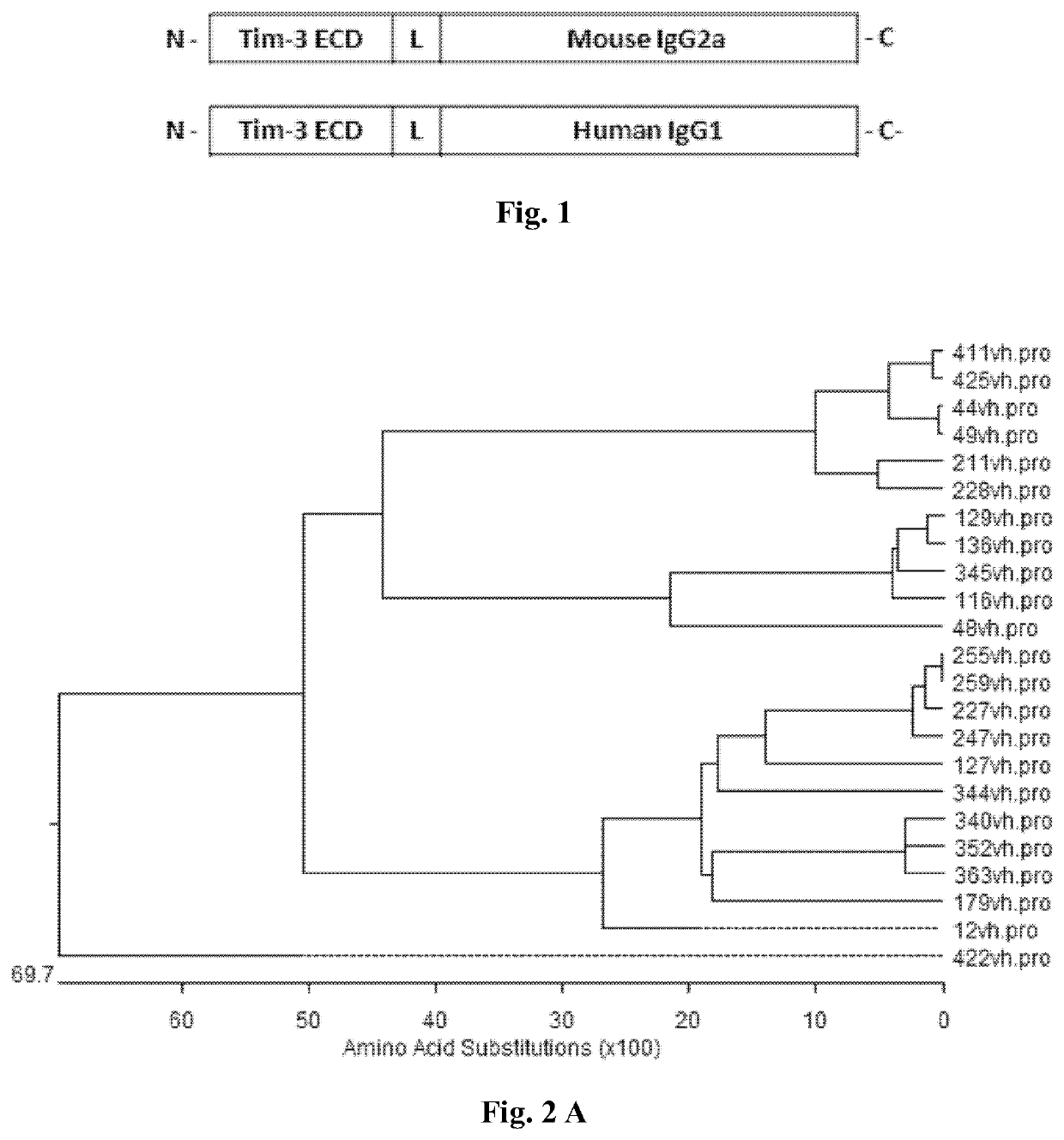 Anti-Tim-3 antibodies and use thereof