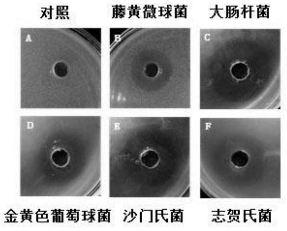 A strain of Lactobacillus plantarum with antibacterial properties and its application in the prevention of diarrhea