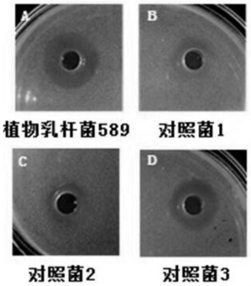 A strain of Lactobacillus plantarum with antibacterial properties and its application in the prevention of diarrhea