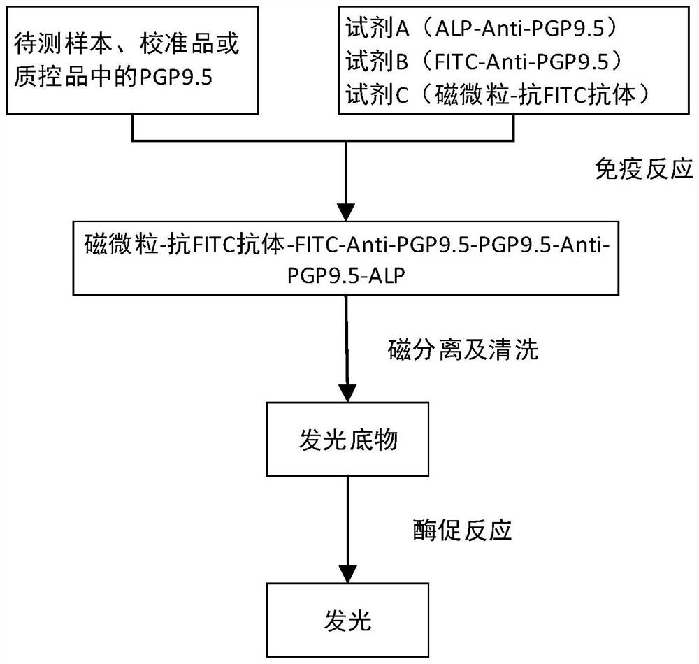 Application of a signal amplification technology in pgp9.5 detection kit