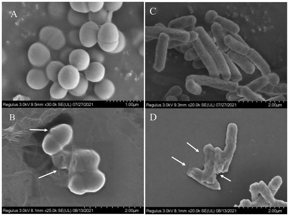 Purified ginkgo leaf flavone and antibacterial application thereof