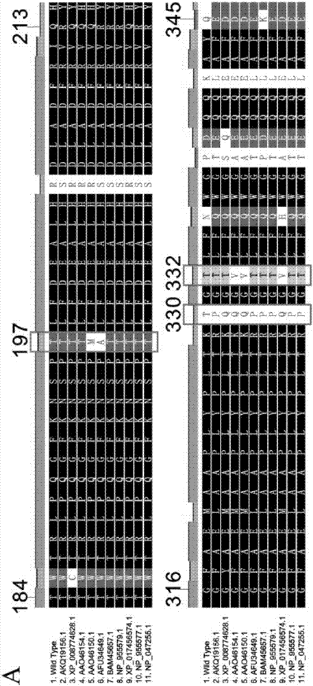 A method of preparing high-performance M-MLV reverse transcriptase