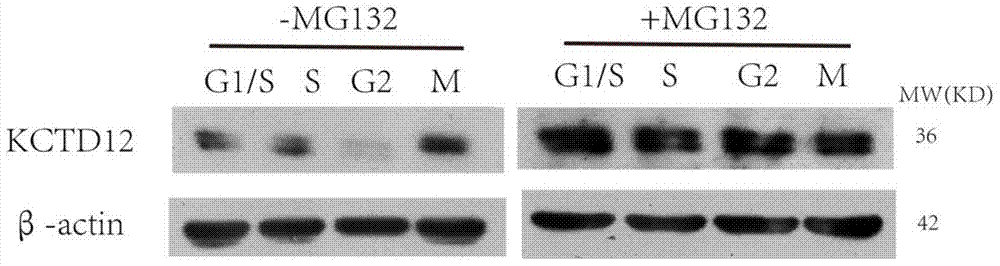 Novel application of KCTD12 protein in cell cycle control