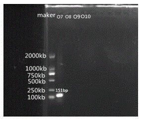 Specific nucleotide for aeromonas hydrophila O7, O8, O9 and O10 and application thereof