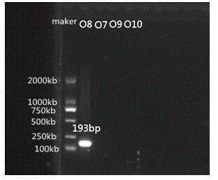 Specific nucleotide for aeromonas hydrophila O7, O8, O9 and O10 and application thereof