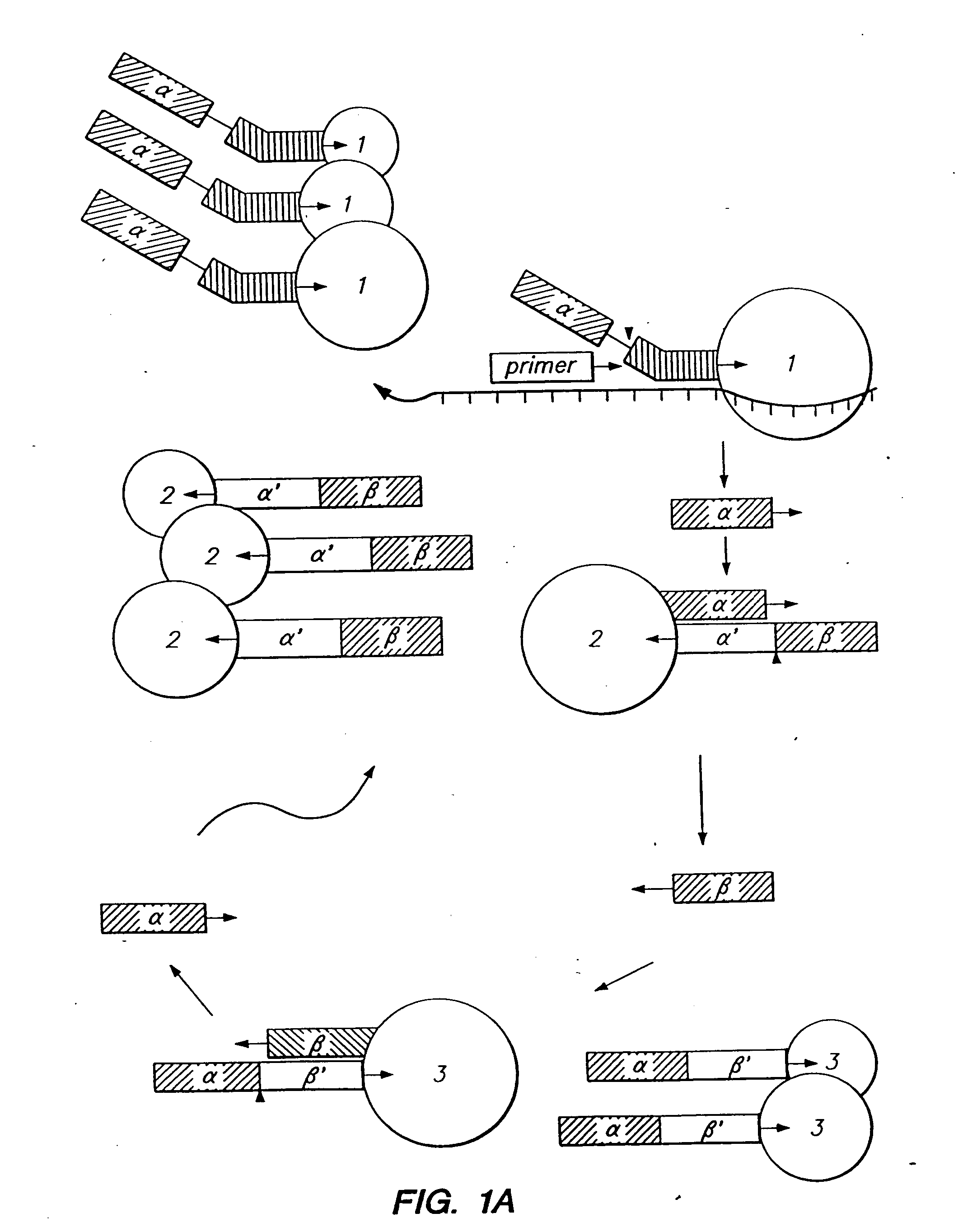 Cleavage of nucleic acids