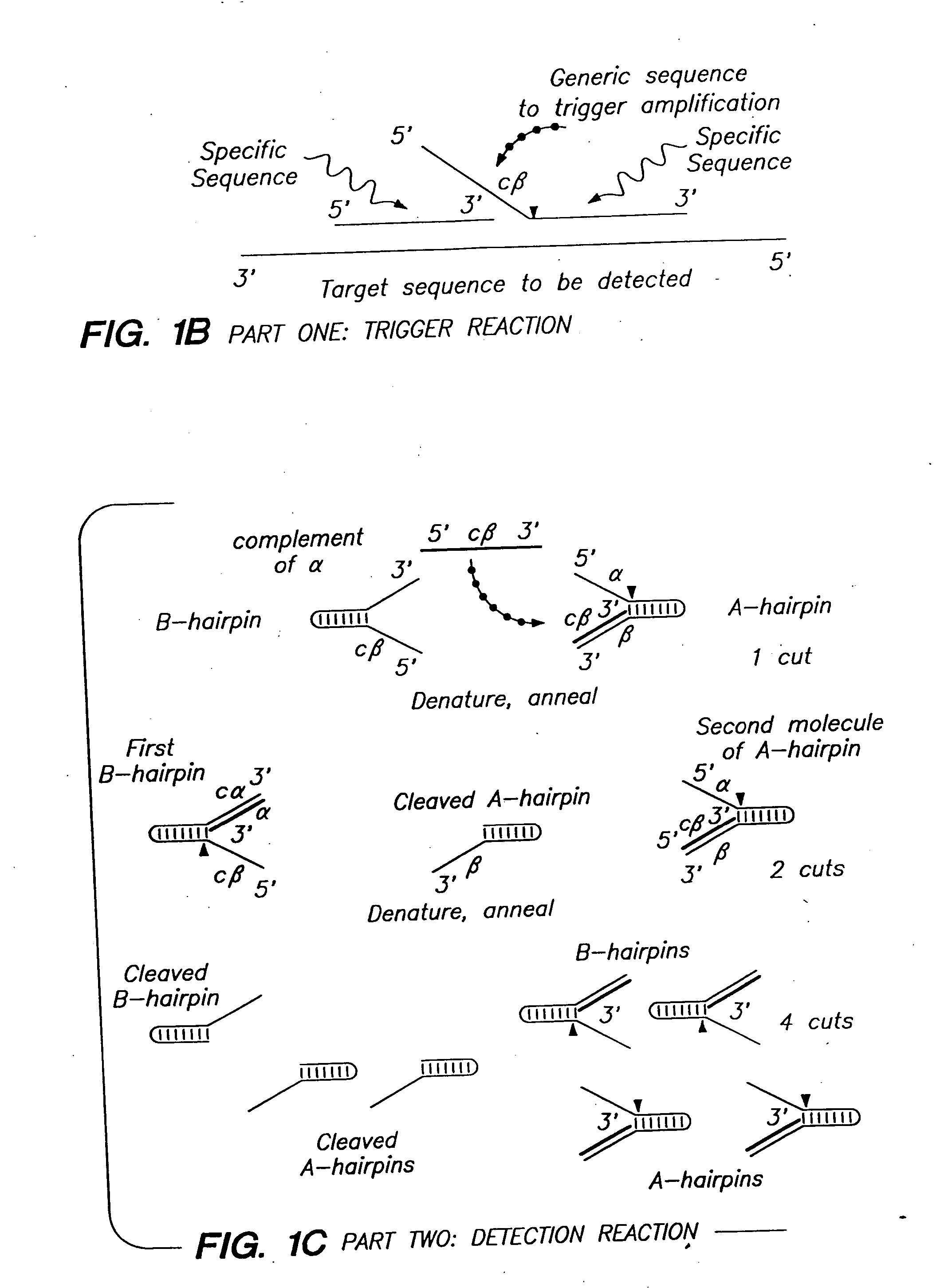 Cleavage of nucleic acids