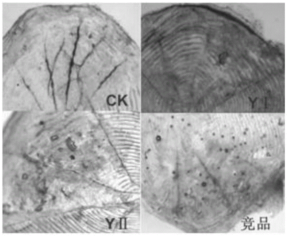 Biological color enhancing agent and application thereof to aquatic animal breeding