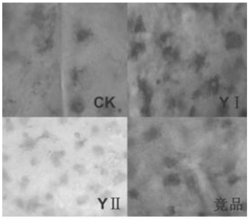 Biological color enhancing agent and application thereof to aquatic animal breeding