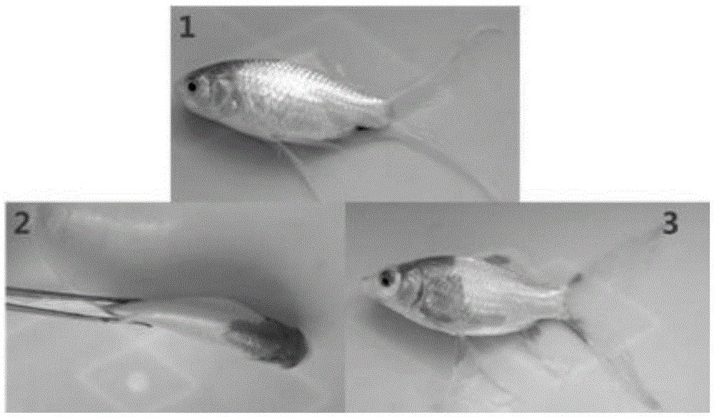 Biological color enhancing agent and application thereof to aquatic animal breeding