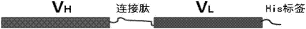 Human c-reactive protein fluorescent quantitative detection test card