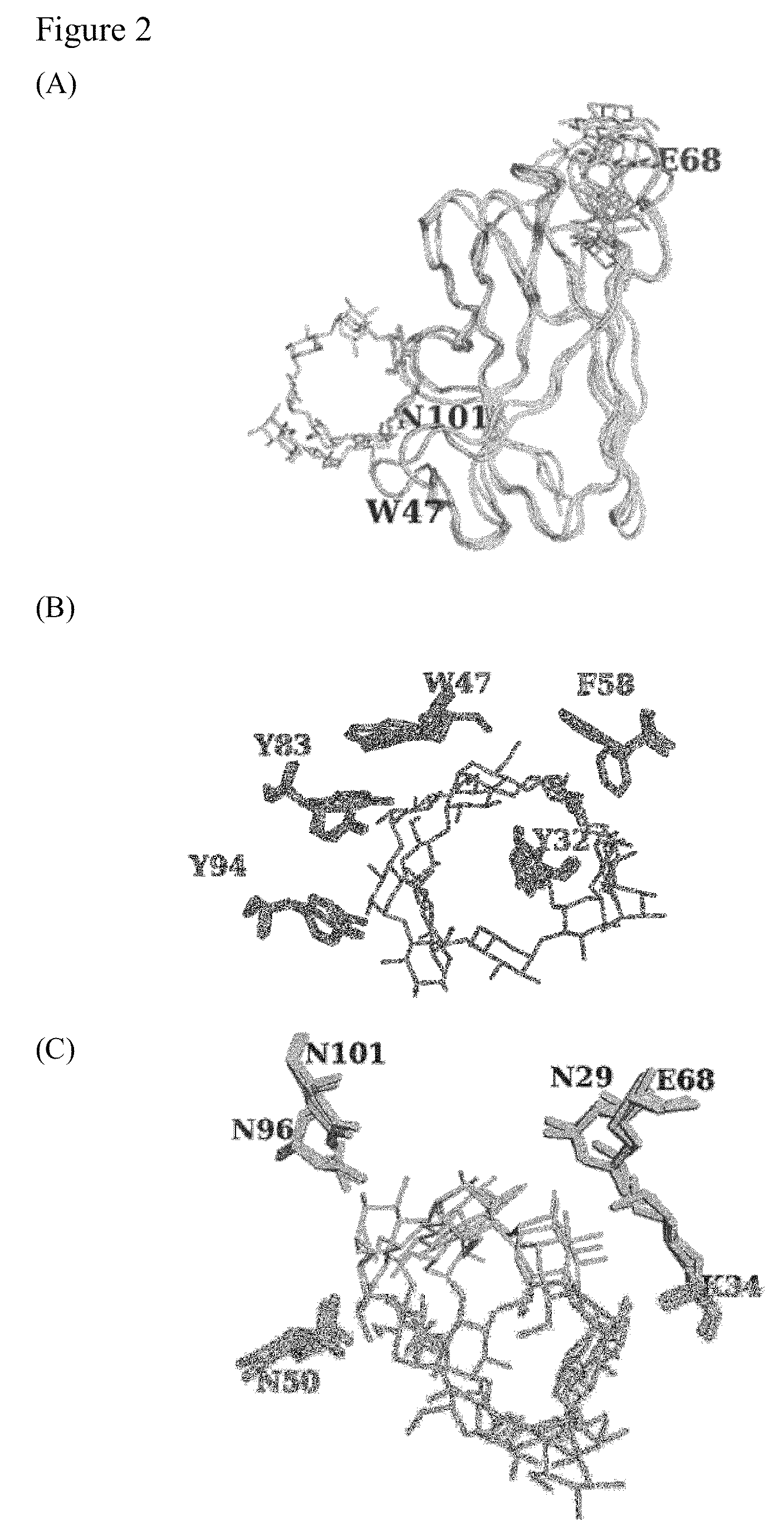 Polysaccharide-protein binding model and nano-fibril formation of a starch binding domain