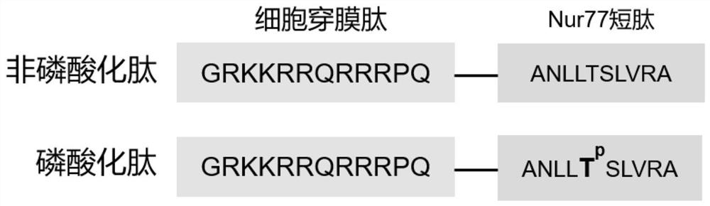 Nur77 phosphorylated derived peptide and application thereof in preparation of medicine for promoting embryo implantation